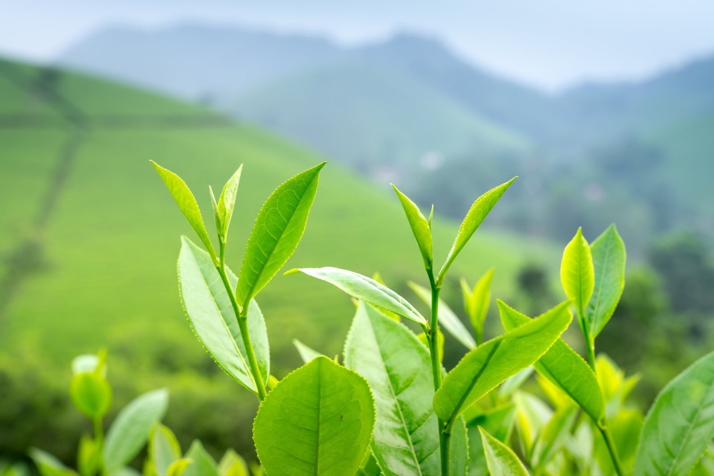Origins of Green Tea Leaves For Green Tea Packets, Article by I. E. Green Tea