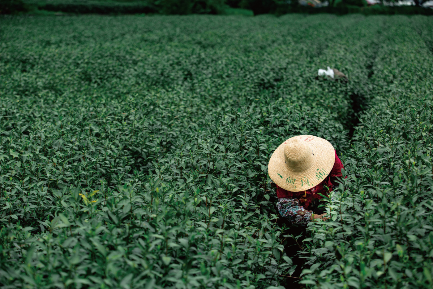 New Study Says Most Professionals In Tea And Allied Industry U... - 37 First Tea Sustainability Perspectives Report 2022