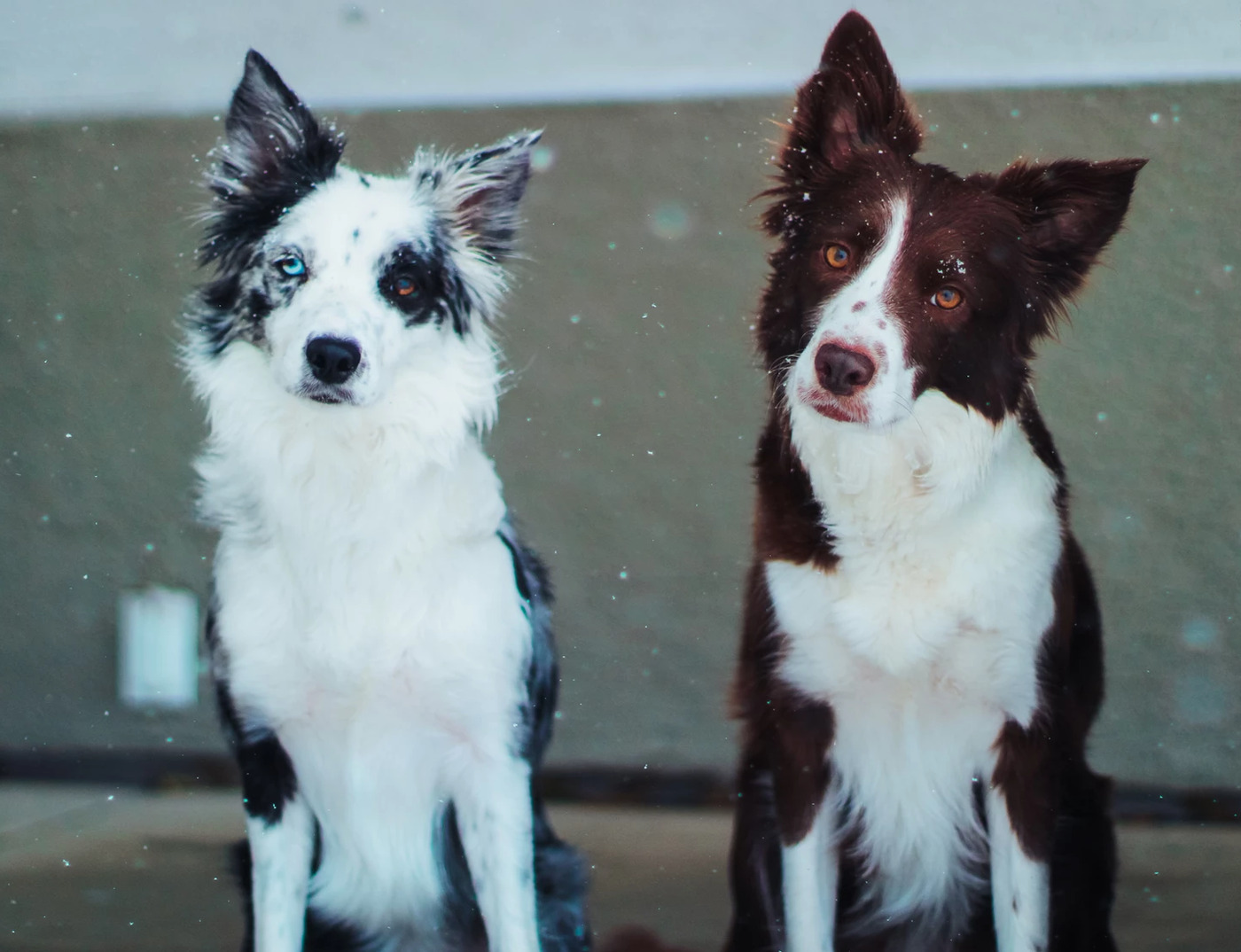 Oliver Dog Training Center Now Includes Distance Learning Dog Tra... - 37 Oliver Dog Training - Dog Training Services