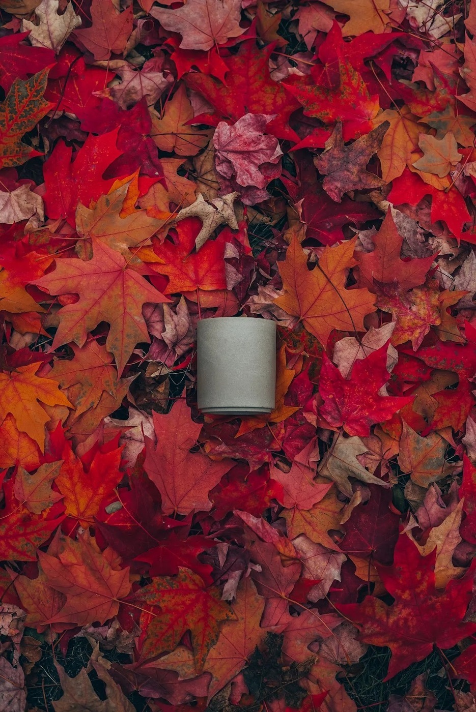 A photo of the obie coffee mug in a pile of leaves