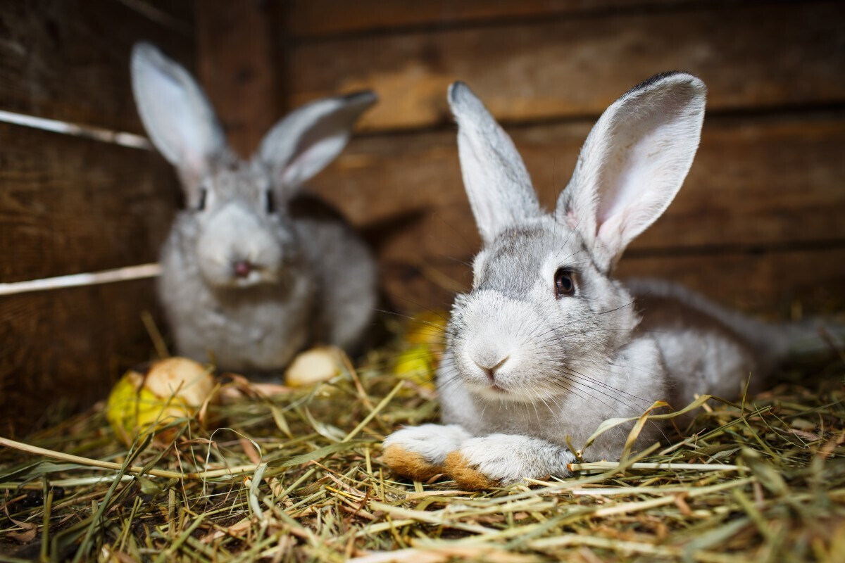 The Little Hay Co Advocates for Natural Feeding as Commercial Rabbit Food Fails to Meet Consumer Standards