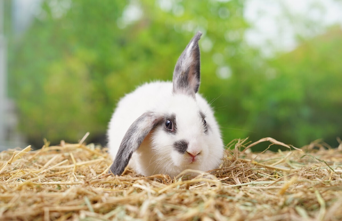 The Little Hay Co Launches Three New Foraging Hay Boxes