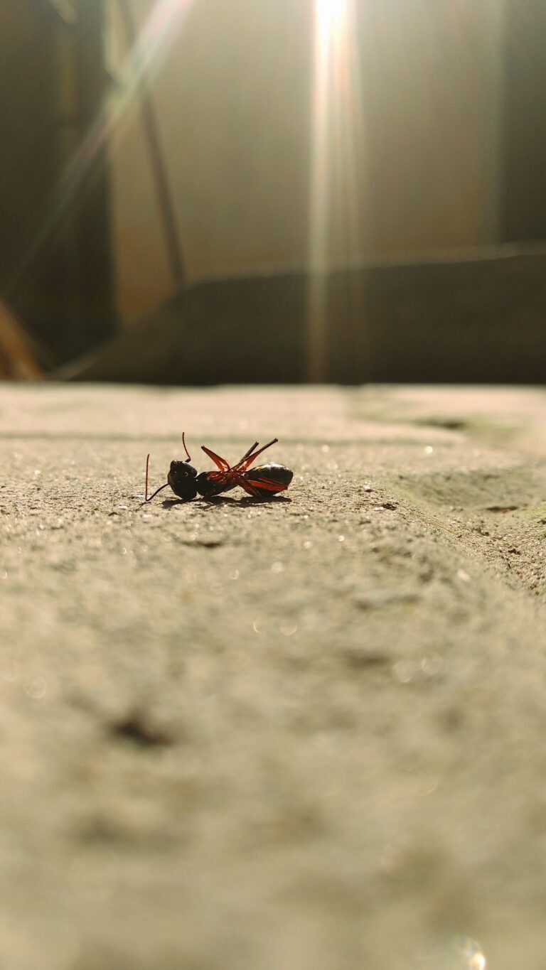 Pest Control Plantation is a premier provider of effective pest control solutions in Plantation, FL.